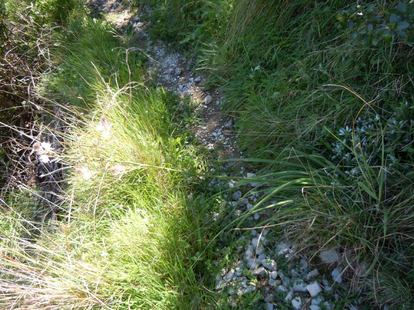 Costiera sorrentina - Asphodelus fistulosus